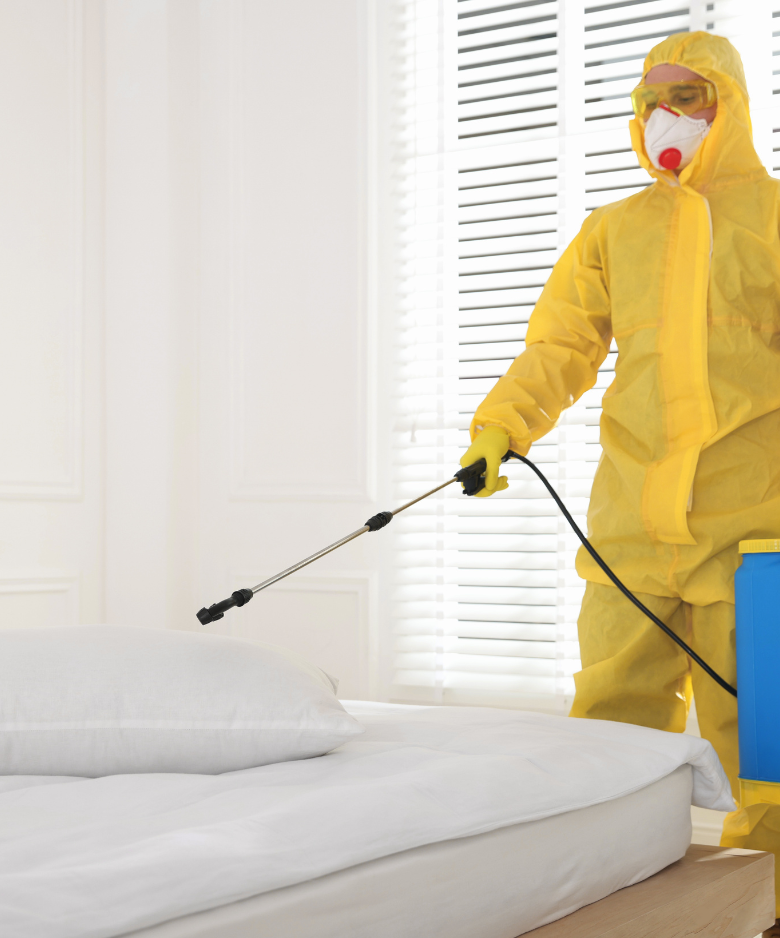 Professional Pest Control Team in Ferryden Park